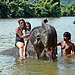 Khao Lak Elephant Trekking and Elephant Bathing