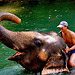 Krabi Elephant Trekking & River Camp