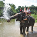 Bamboo Rafting or River Canoeing with Elephant Trekking and Elephant Bathing