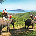 Phuket 4 in 1 Safari Tour