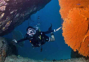 Phuket Diving Courses / Diving Day Trips