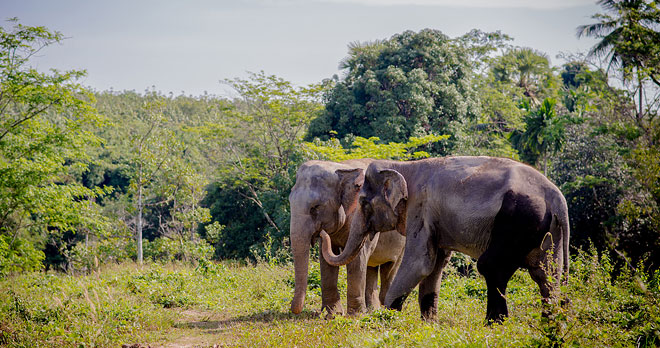 Phuket Elephant Sanctuary - Phuket Tours | Traveliss