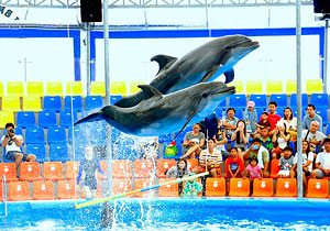Phuket Dolphin Show Ticket